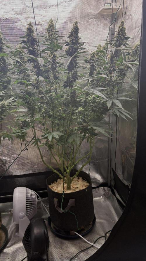 Guzzlerz. Week 15