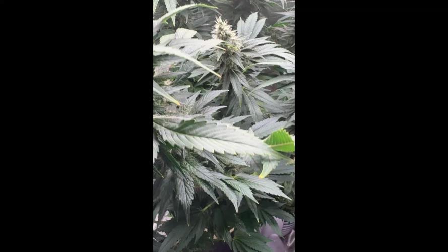 2026 | Glookies | Mystery Seed