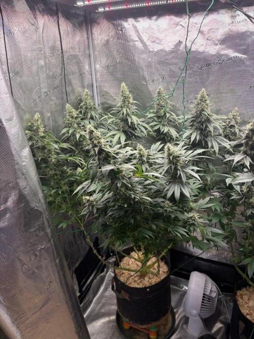 2026 | Glookies | Mystery Seed. Week 17