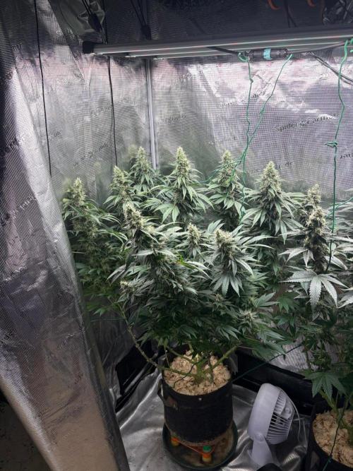2026 | Glookies | Mystery Seed. Week 17