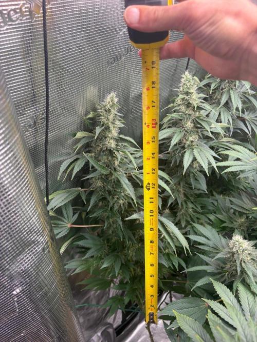 2026 | Glookies | Mystery Seed. Week 17