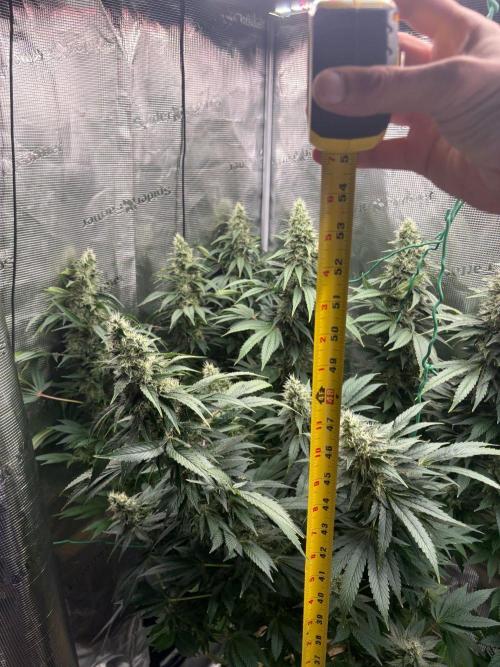 2026 | Glookies | Mystery Seed. Week 17