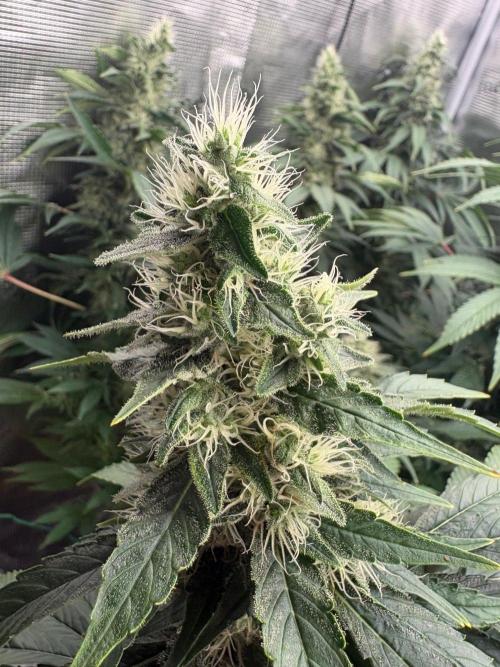 2026 | Glookies | Mystery Seed. Week 17