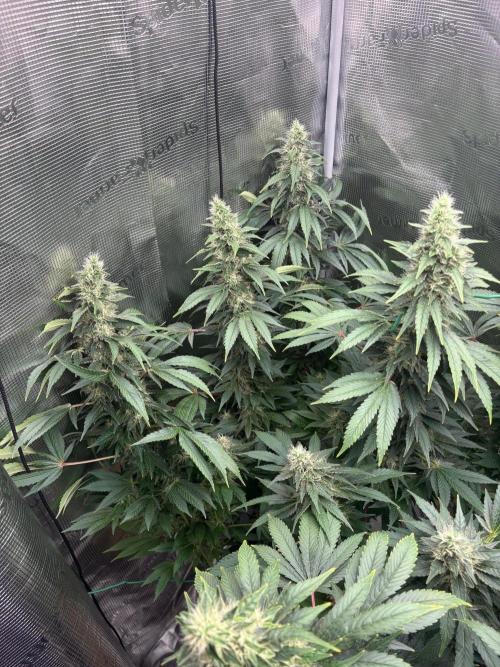 2026 | Glookies | Mystery Seed. Week 17