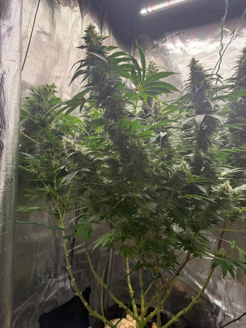 2026 | Glookies | Mystery Seed. Week 17