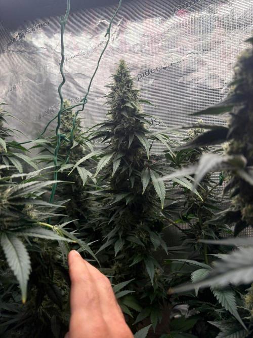 2026 | Glookies | Mystery Seed. Week 17