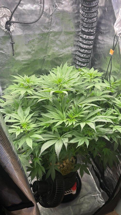 2026 | HEKA. Week 9