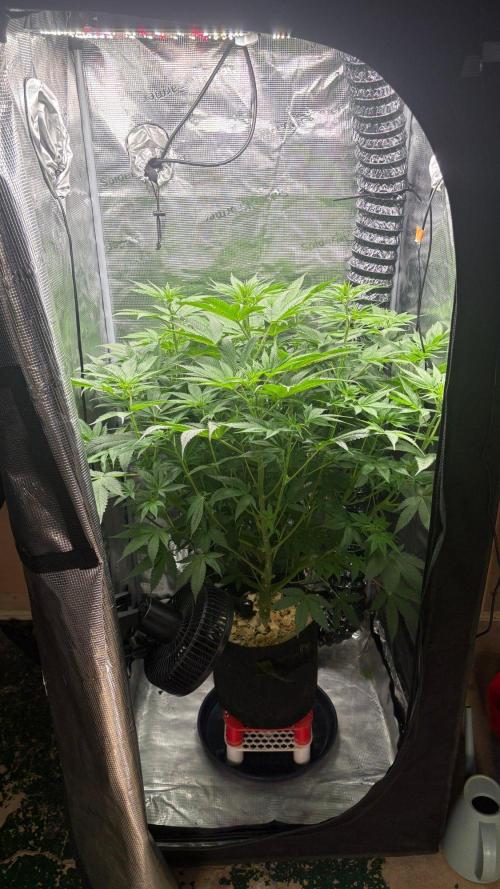 2026 | HEKA. Week 9