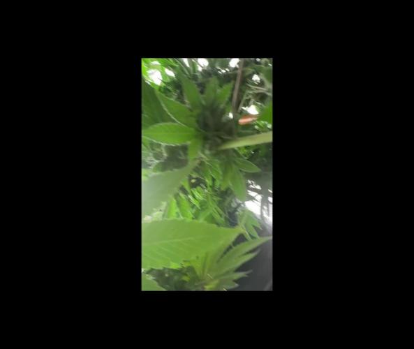 2026 | Glookies | Mystery Seed