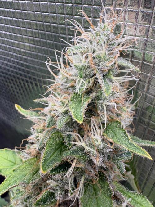 2026 | Glookies | Mystery Seed. Week 19