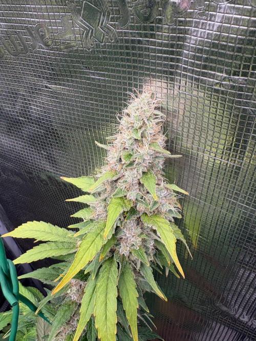 2026 | Glookies | Mystery Seed. Week 19