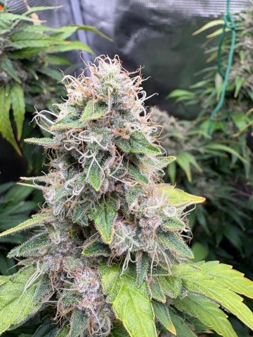 2026 | Glookies | Mystery Seed. Week 19