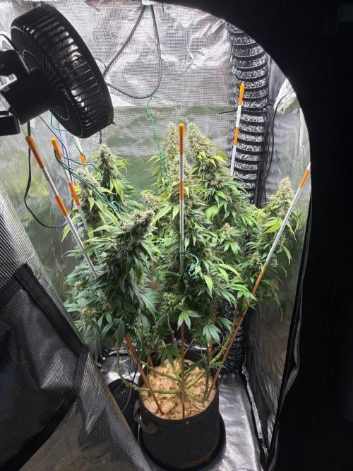 2026 | Glookies | Mystery Seed. Week 19