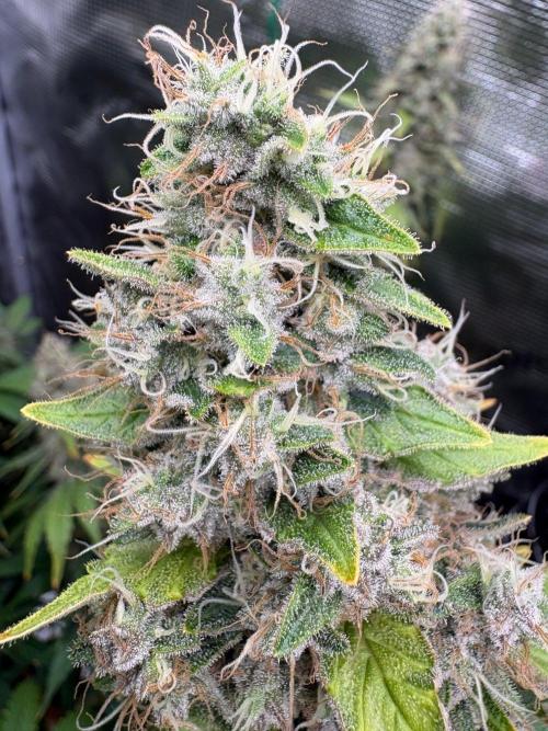2026 | Glookies | Mystery Seed. Week 19