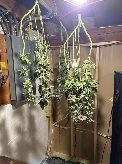 Guzzlerz. Week 17