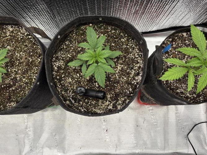 2026 | Glookies | Mystery Seed. Week 3 - White Glookies