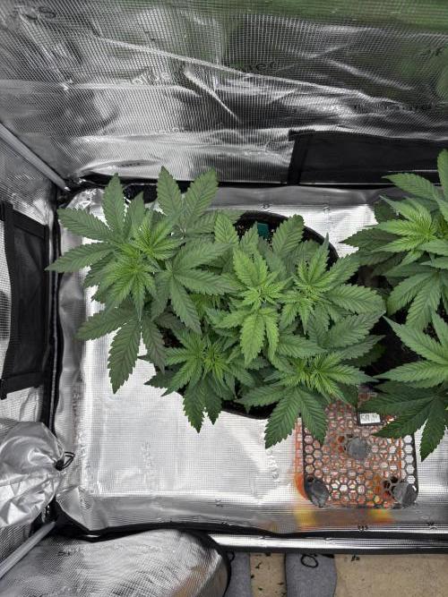 2026 | Glookies | Mystery Seed. Week 5 - D35 Green 
