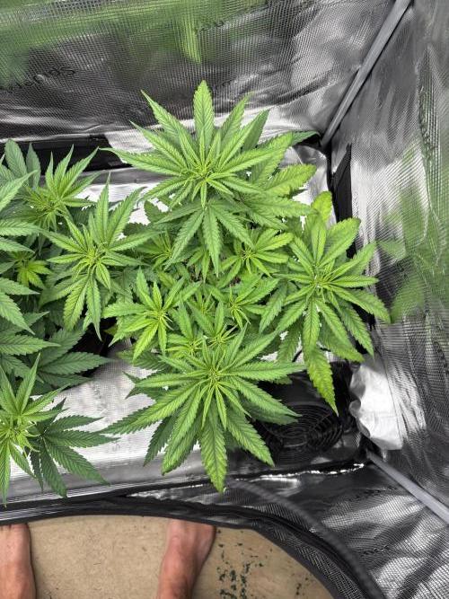 2026 | Glookies | Mystery Seed. Week 6 - ?? Seed 
D41
