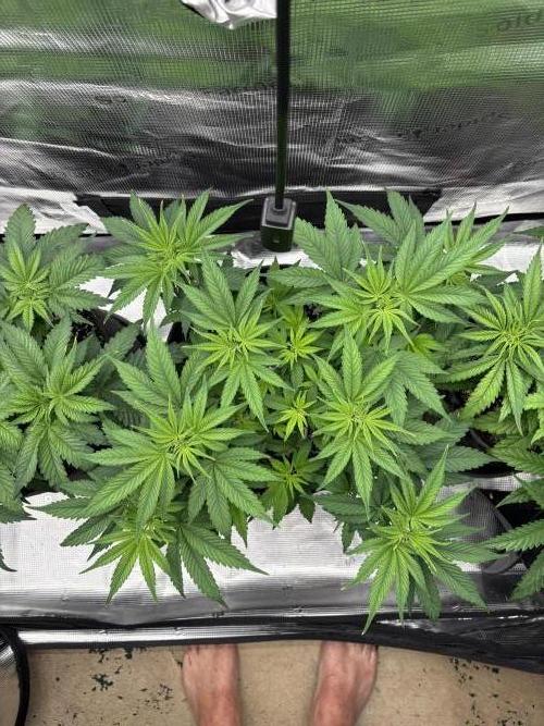 2026 | Glookies | Mystery Seed. Week 6 - White Glookies
D41