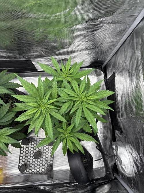 2026 | Glookies | Mystery Seed. Week 5 - D35 ?