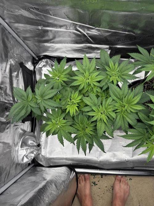 2026 | Glookies | Mystery Seed. Week 6 - Green Glookies
D41