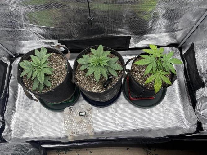 2026 | Glookies | Mystery Seed. Week 4 - D23
