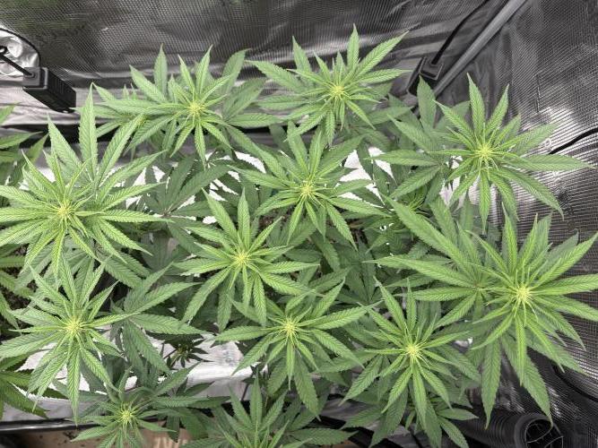 Pink Portal OG. Week 8