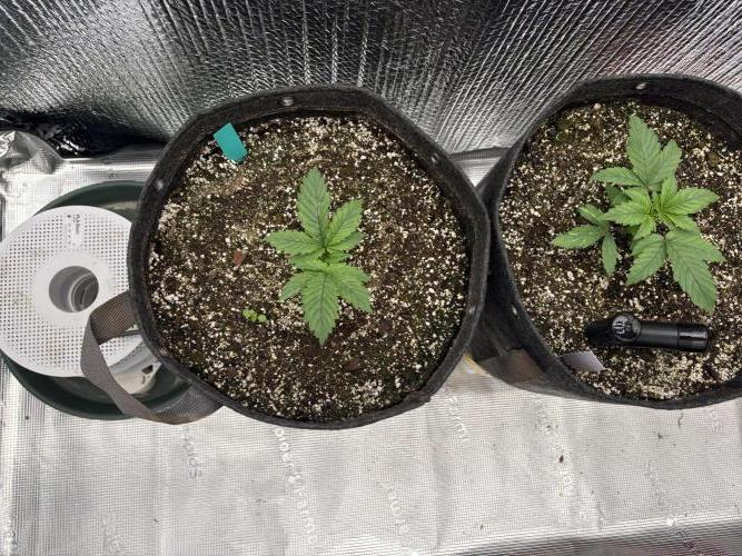 2026 | Glookies | Mystery Seed. Week 3 - Green Glookies