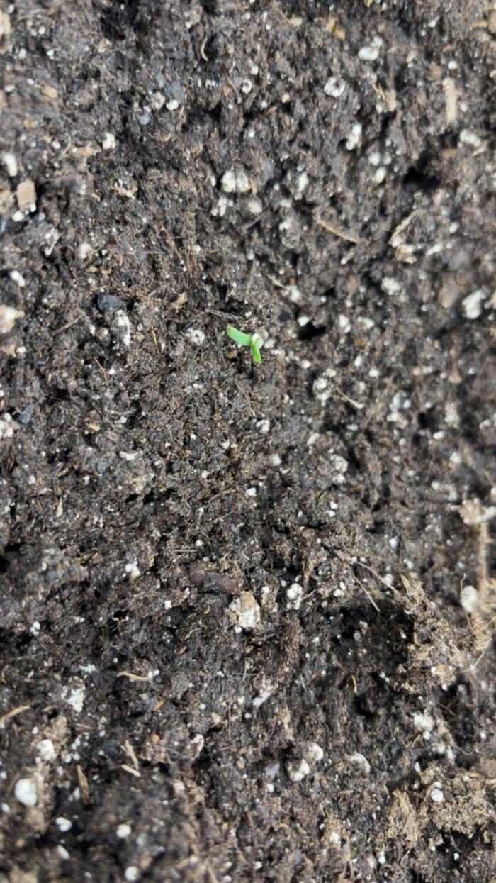 Ms.Growit Strain grows 🌱💚. Week 0 - Planted on the 9th Feb Popped up on the 11th Feb 26’. 