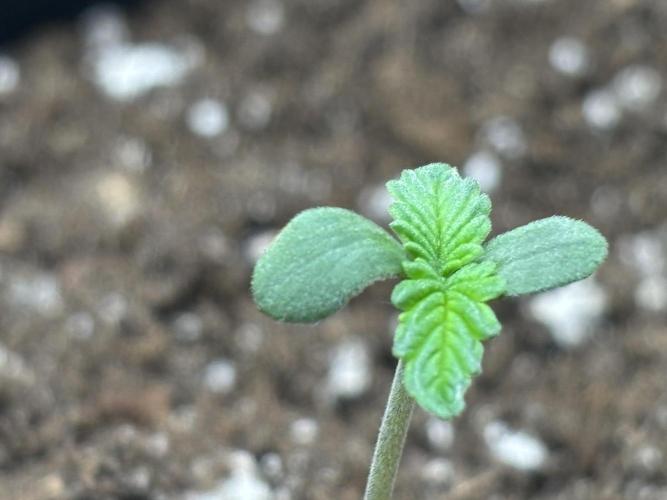 Ms.Growit Strain grows 🌱💚. Week 1 - End of Day 2 💚