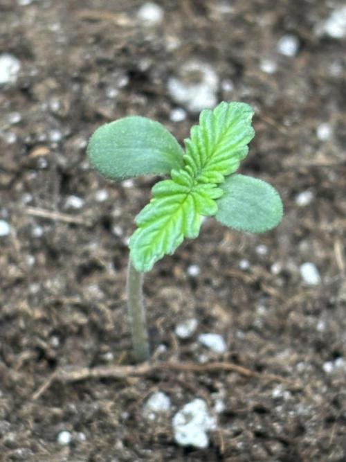 Ms.Growit Strain grows 🌱💚. Week 1 - Day 2 continued..