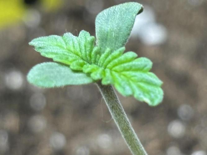 Ms.Growit Strain grows 🌱💚. Week 1 - End of day 3.