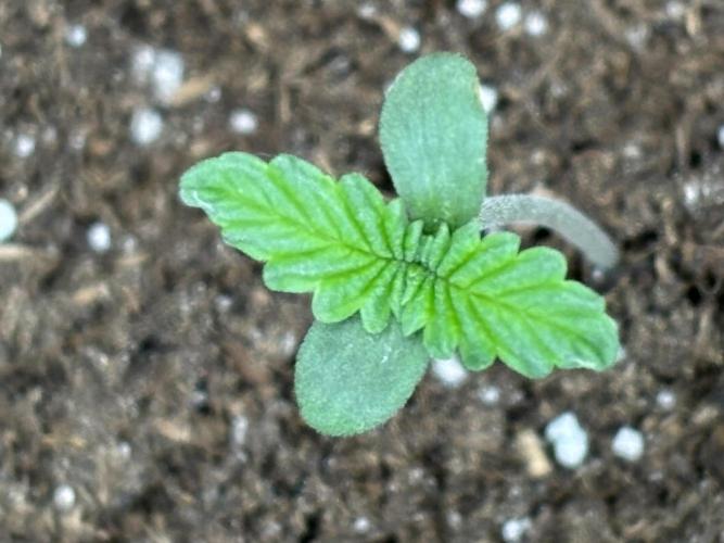 Ms.Growit Strain grows 🌱💚. Week 1 - Day 3 continued 