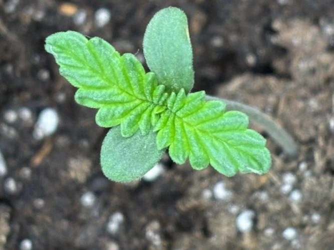 Ms.Growit Strain grows 🌱💚. Week 1 - End of day 3.