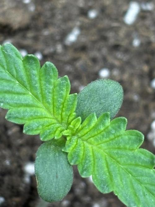 Ms.Growit Strain grows 🌱💚. Week 1 - Day 4.