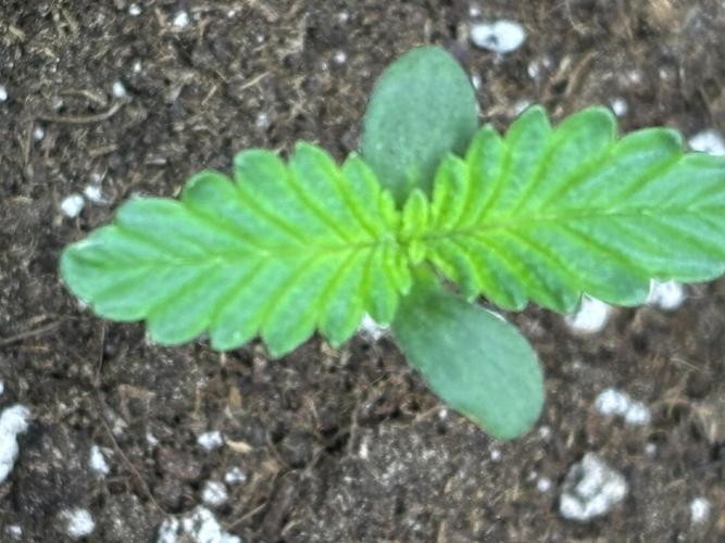 Ms.Growit Strain grows 🌱💚. Week 1 - End of day 4.