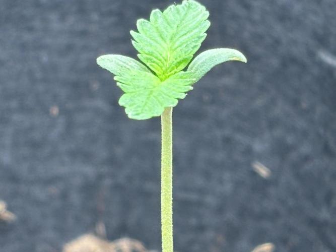 Ms.Growit Strain grows 🌱💚. Week 1 - Days 5.