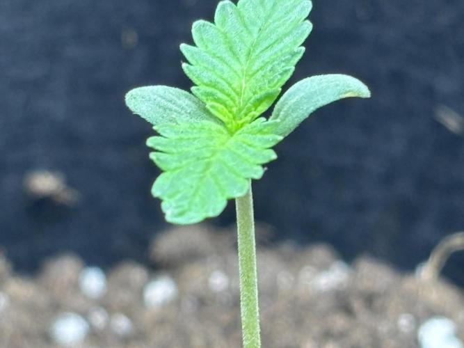 Ms.Growit Strain grows 🌱💚. Week 1 - Day 5 continued.