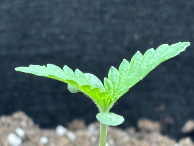 Ms.Growit Strain grows 🌱💚. Week 1 - End of day 5.