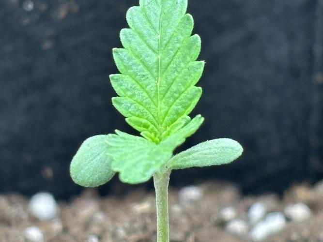 Ms.Growit Strain grows 🌱💚. Week 1 - Day 6.