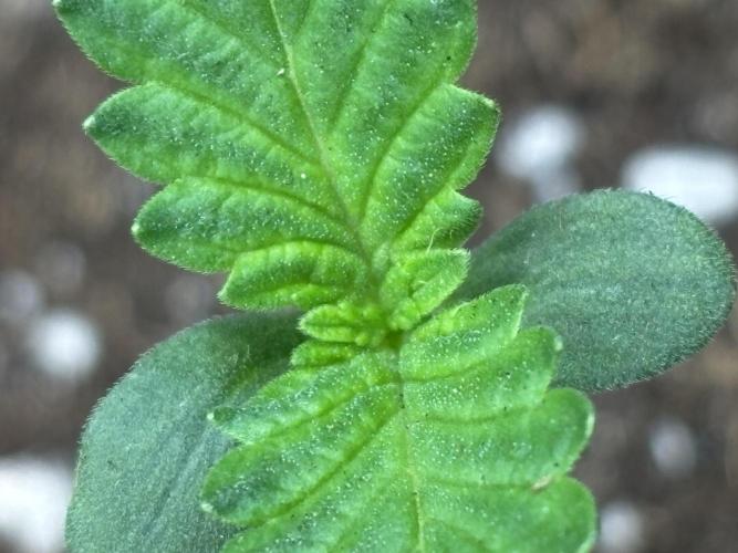 Ms.Growit Strain grows 🌱💚. Week 1 - Day 6.