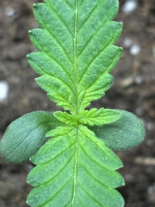 Ms.Growit Strain grows 🌱💚. Week 1 - End of day 6.