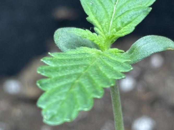 Ms.Growit Strain grows 🌱💚. Week 1 - End of day 6.