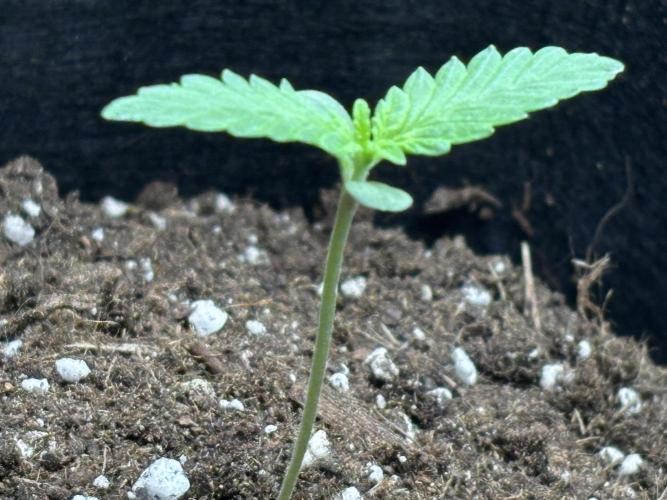 Ms.Growit Strain grows 🌱💚. Week 1 - End of day 6.