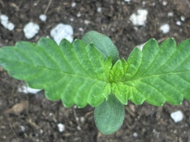 Ms.Growit Strain grows 🌱💚. Week 1 - Day 7.