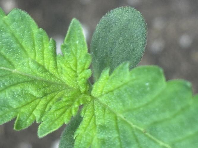 Ms.Growit Strain grows 🌱💚. Week 1 - Day 7