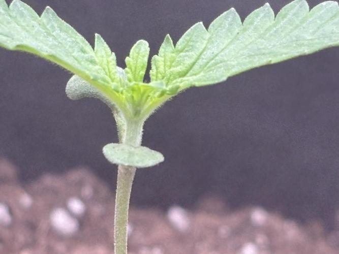 Ms.Growit Strain grows 🌱💚. Week 1 - End of week one 🌱