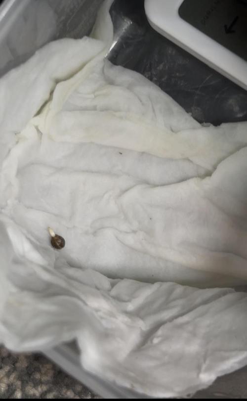 Northern Lights Auto Doc 🌱. Week 0 - 
Nearly ready for planting 🌱