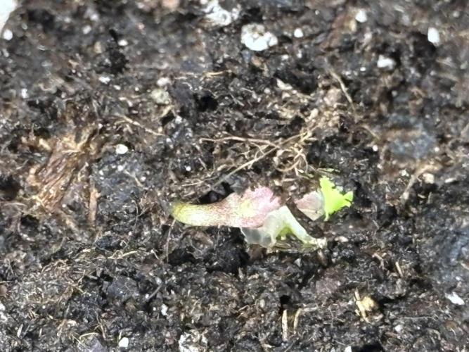 Northern Lights Auto Doc 🌱. Week 0 - Day one! 