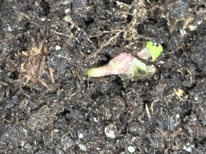 Northern Lights Auto Doc 🌱. Week 0 - 💪🌱